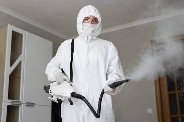 Best Basement Mold Removal  in Independence, OR