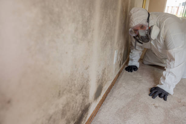 Biohazard Mold Removal in Independence, OR